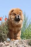 CHOW CHOW 123